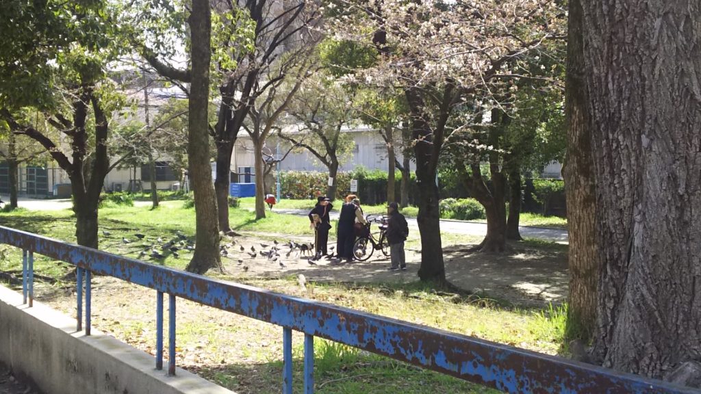 三国本町公園　桜の下で鳩と
