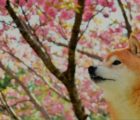 桜と柴犬　