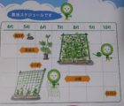 緑のカーテン　栽培スケジュール