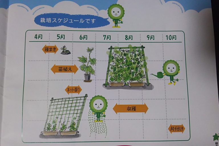 緑のカーテン　栽培スケジュール