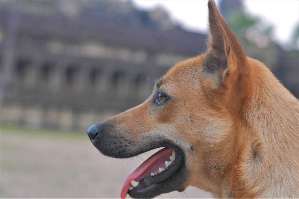 西淀川区 サルの次は犬 西淀川区内で 野犬と思われる犬の目撃情報が出ています 号外net 淀川 西淀川