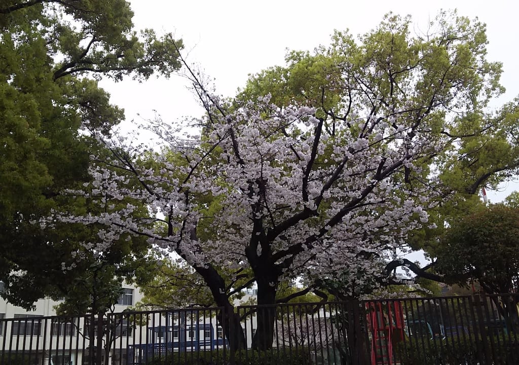 2020年4月１日　木川南小学校の桜