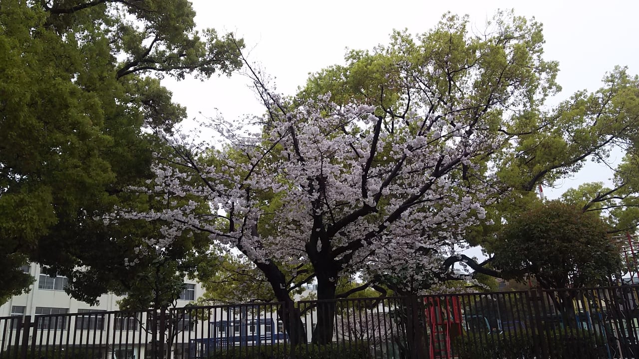2020年4月１日　木川南小学校の桜